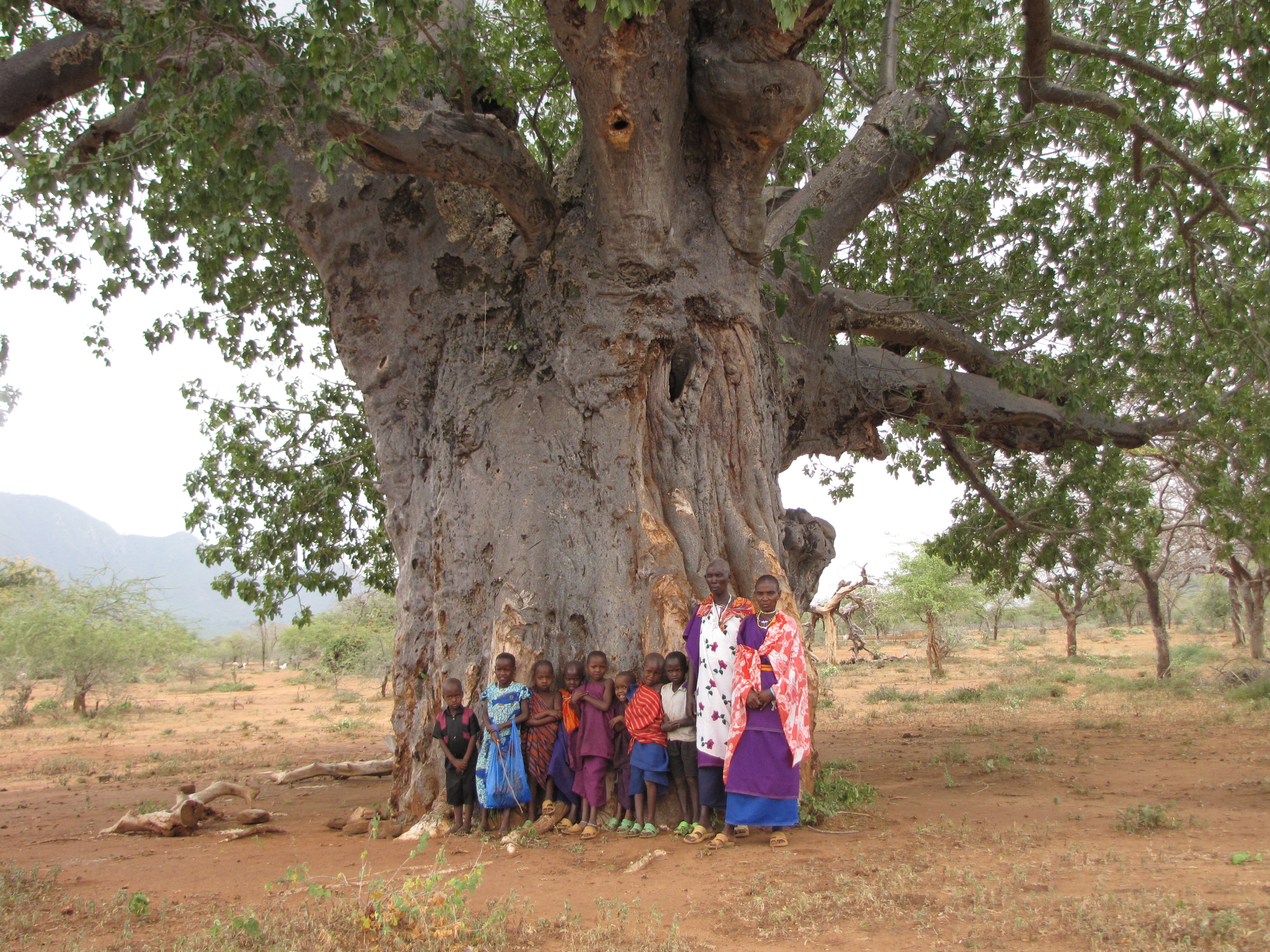 Баобаб дерево. Самое толстое дерево в мире баобаб. Баобаб Африканский. Самый толстый баобаб в мире.